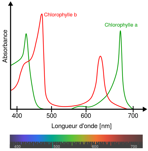 Spectre UV des deux chlorophylles a et b